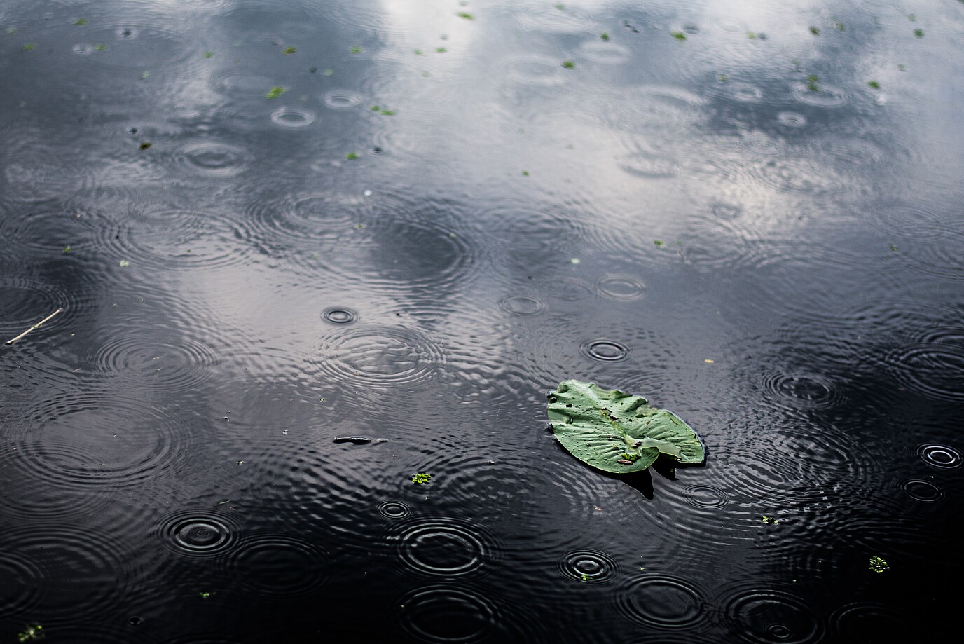 Große Pfütze in einer Stadt nach einem Unwetter, in der ein Blatt schwimmt
