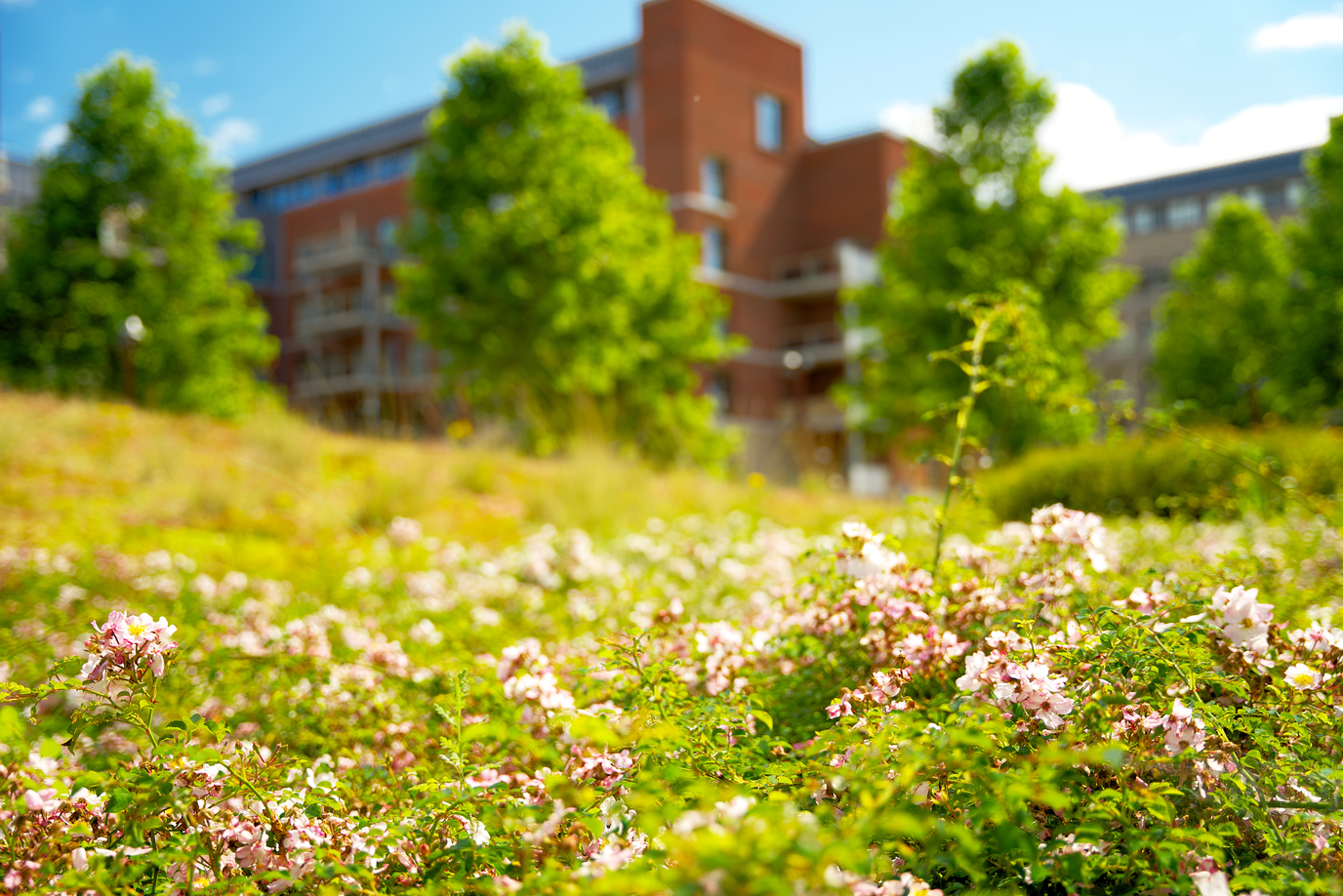 Eine grüne Wiese mit Wildblumen und Bäumen und einem Gebäude im Hintergrund.